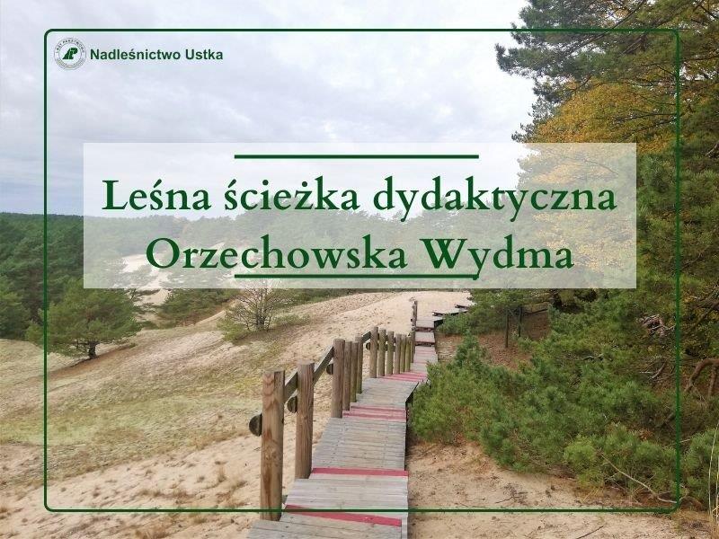 Orzechowska Wydma - informacje ogólne